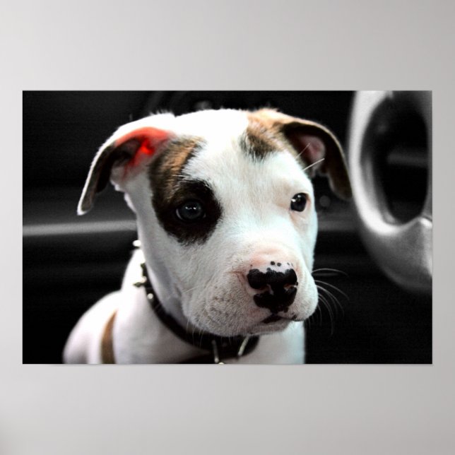 Puppy Pit Bull T-Bone Poster (Front)