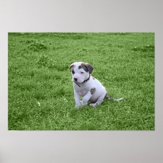 Puppy Pit Bull T-Bone Poster