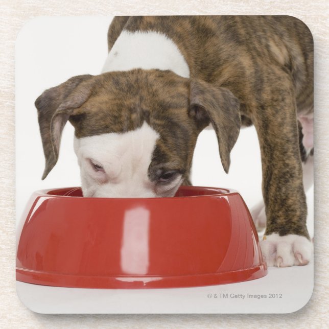 Puppy pitbull eating out of dish drink coaster (Front)