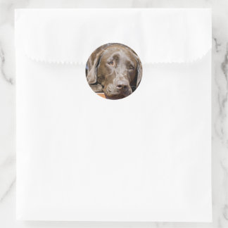 Puppy Play Date Chocolate Labrador Photo Classic Round Sticker