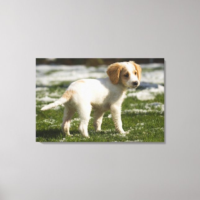 Puppy playing in the snow canvas print (Front)