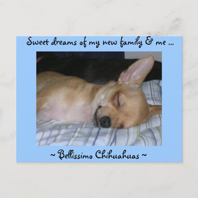 Puppy post card (Front)