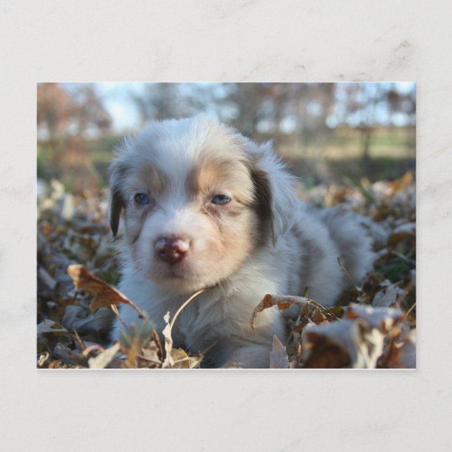 Puppy Postcard (Front)