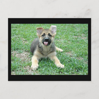 Puppy Postcard