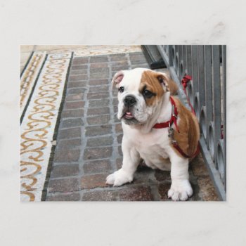 Puppy Postcard by DonnaGrayson_Photos at Zazzle