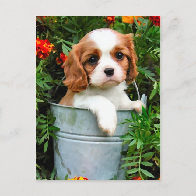 Puppy Postcard (Front)