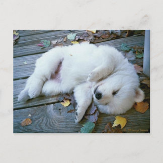 puppy postcard
