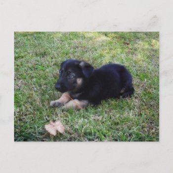 Puppy Postcard by KELLBELL535 at Zazzle