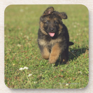 Puppy Running Beverage Coaster