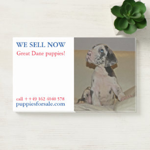 Puppy selling posted notes