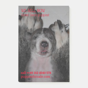 Puppy selling posted notes