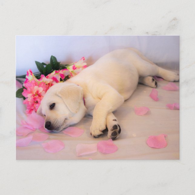 Puppy Sleep Flower 01 Announcement Postcard (Front)