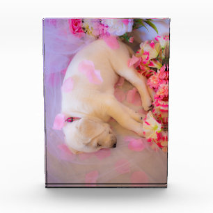 Puppy Sleepy Veil 01 Acrylic Award