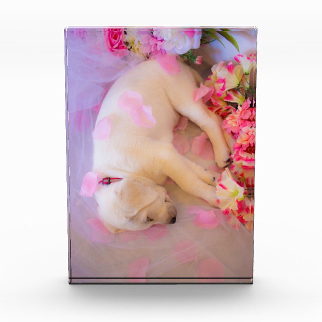 Puppy Sleepy Veil 01 Acrylic Award (Front)