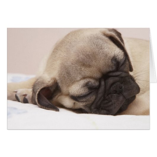 Puppy Soundly Sleeping Cards (Front Horizontal)