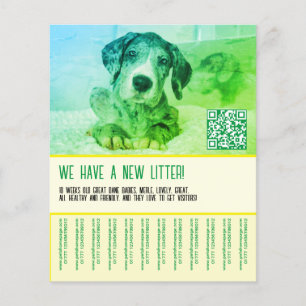 Puppy to sell template  flyer