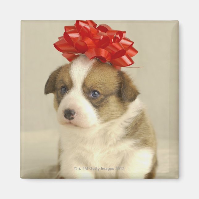 Puppy wearing a red bow magnet (Front)