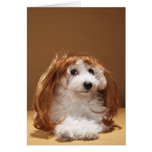 Puppy wearing ginger wig cards (Front)