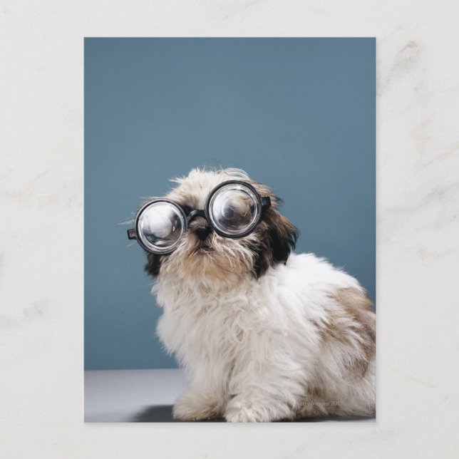 Puppy wearing thick glasses postcard (Front)