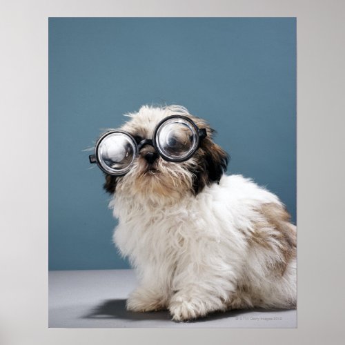 Puppy wearing thick glasses poster