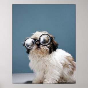 Puppy wearing thick glasses poster