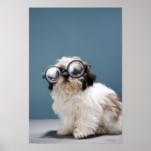 Puppy wearing thick glasses poster