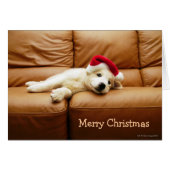 Puppy wears a christmas hat and lying on sofa (Front Horizontal)