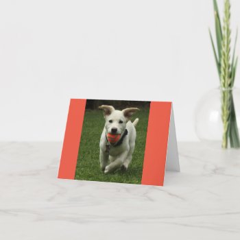 Puppy With Ball Birthday Card by Considernature at Zazzle