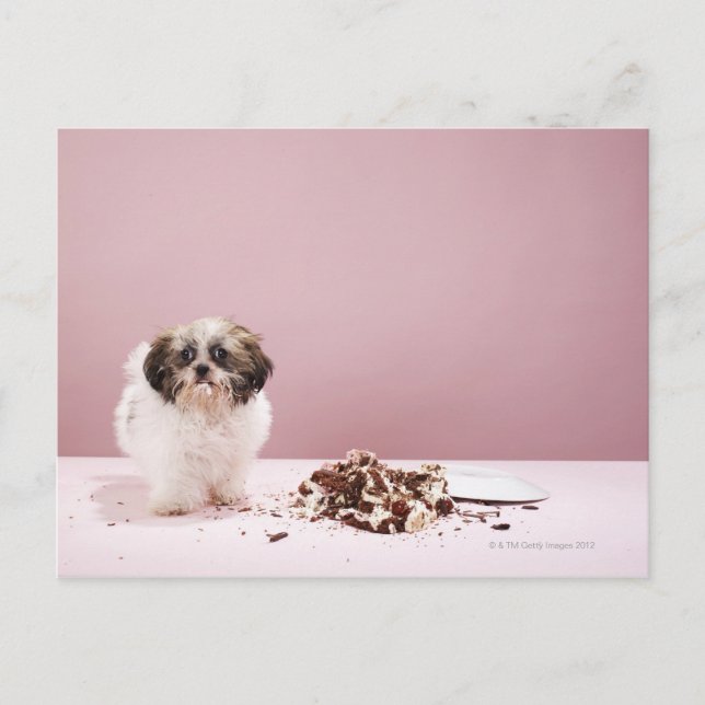 Puppy with cake on floor postcard (Front)