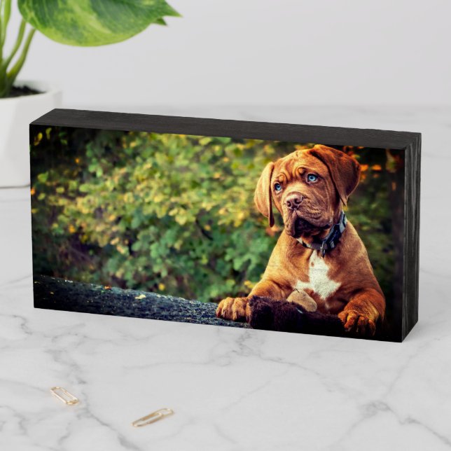 Puppy Wooden Box Sign (In Situ Horizontal)