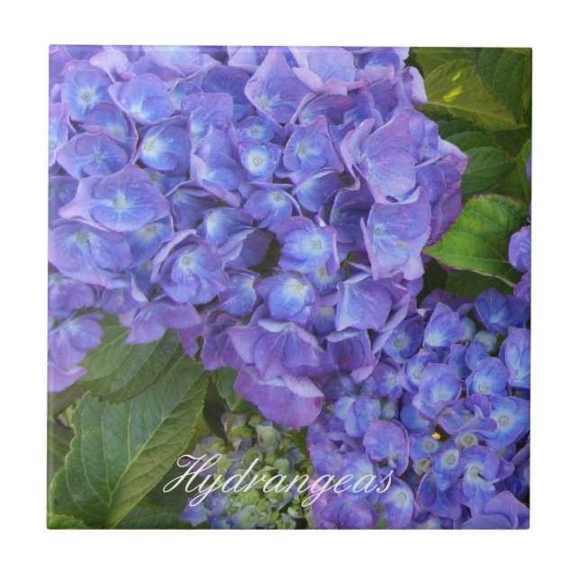 Puprle  Hydrangeas Ceramic Tile (Front)
