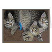 PUPs Card Kitties 2 (Front Horizontal)