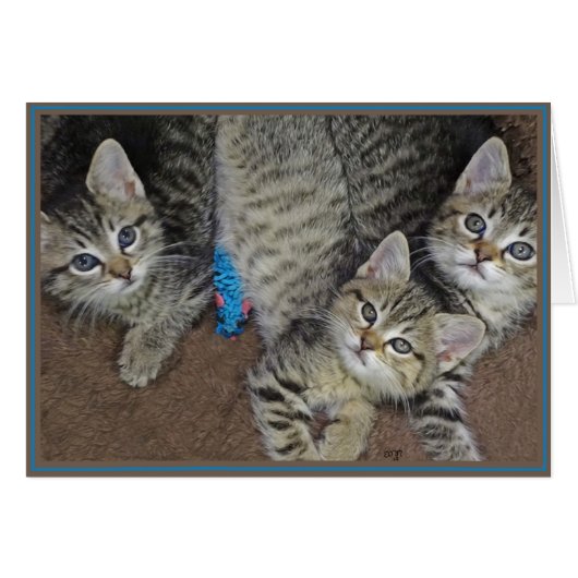 PUPs Card Kitties 2 (Front Horizontal)