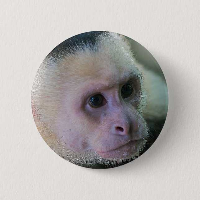 Pura vida for White-faced capuchin monkey Button (Front)
