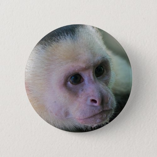 Pura vida for White_faced capuchin monkey Button