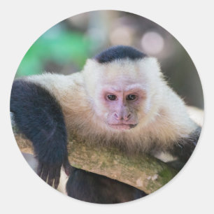 Pura vida for White-faced capuchin monkey Classic Round Sticker