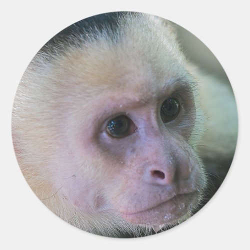 Pura vida for White_faced capuchin monkey Classic Round Sticker