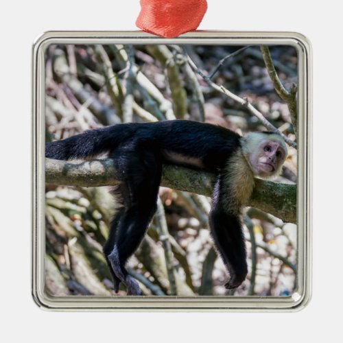 Pura vida for White_faced capuchin monkey Metal Ornament