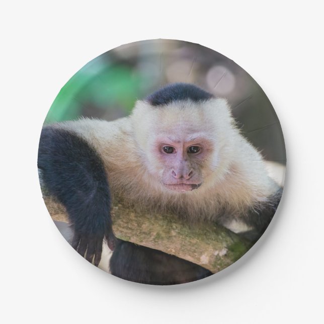Pura vida for White-faced capuchin monkey Paper Plates (Front)