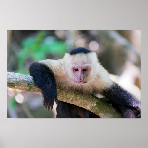 Pura vida for White_faced capuchin monkey Poster