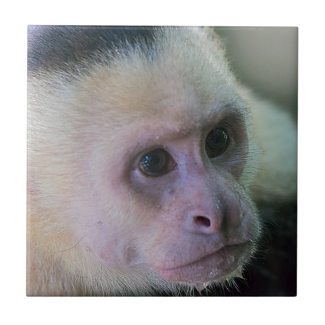 Pura vida for White headed capuchin monkey Ceramic Tile (Front)