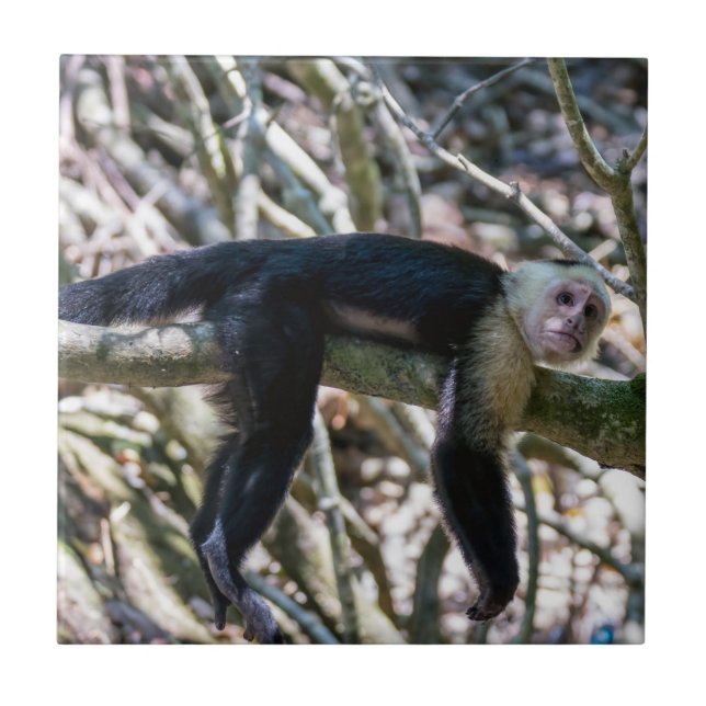 Pura vida for White headed capuchin monkey Ceramic Tile (Front)