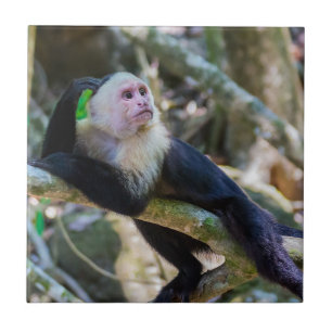 Pura vida for White headed capuchin monkey Ceramic Tile