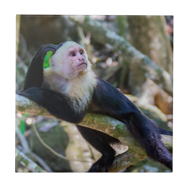 Pura vida for White headed capuchin monkey Ceramic Tile (Front)