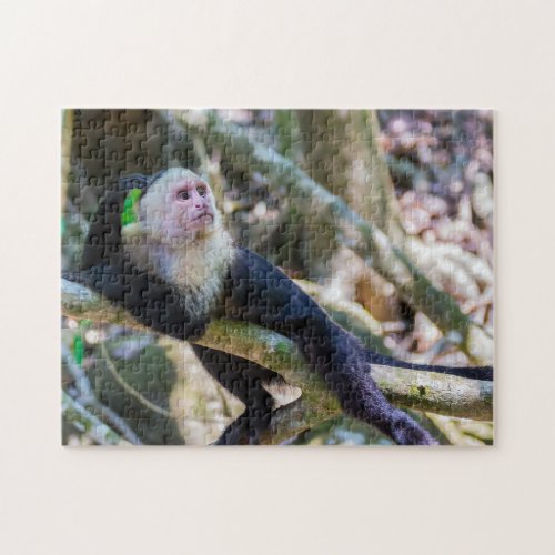 Pura vida for White headed capuchin monkey Jigsaw Puzzle