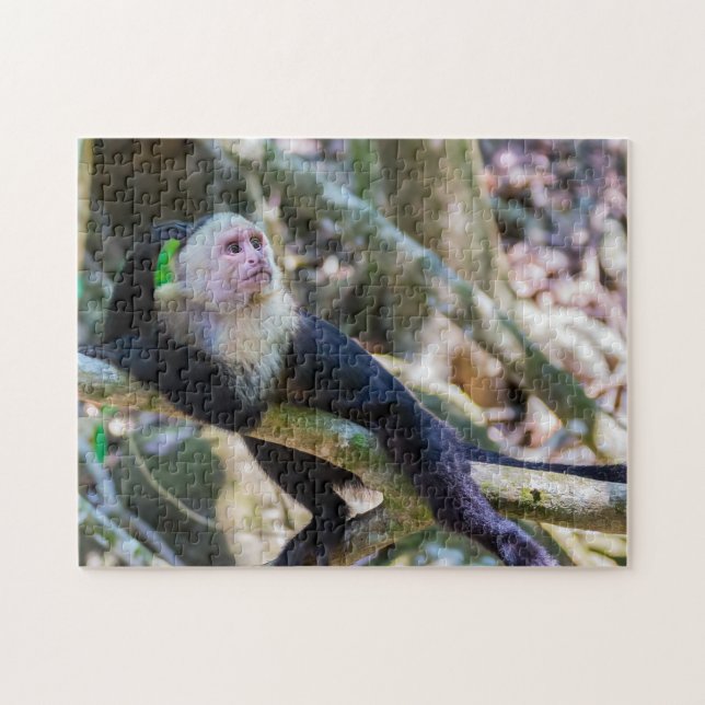 Pura vida for White headed capuchin monkey Jigsaw Puzzle (Horizontal)