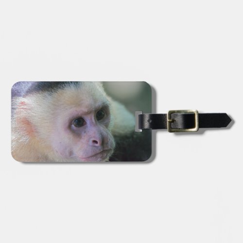 Pura vida for White headed capuchin monkey Luggage Tag