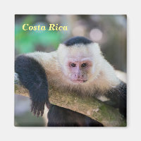 Pura vida for White headed capuchin monkey