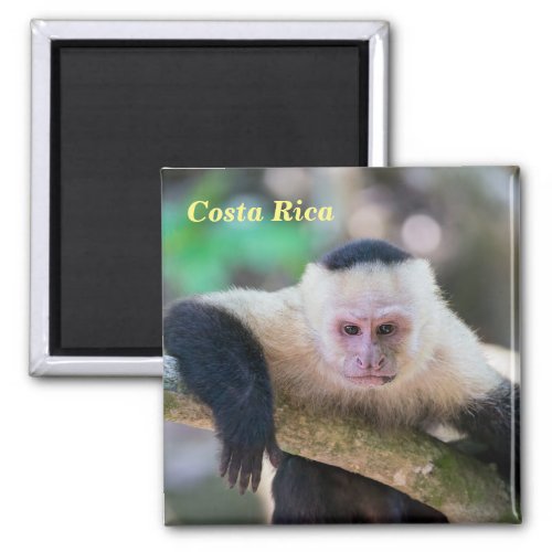Pura vida for White headed capuchin monkey Magnet