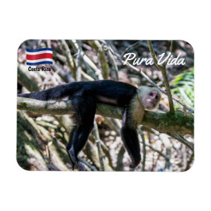 Pura vida for White headed capuchin monkey Magnet